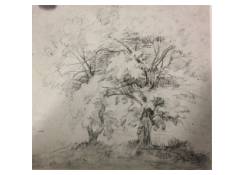 Work 914: A Study of Two Trees