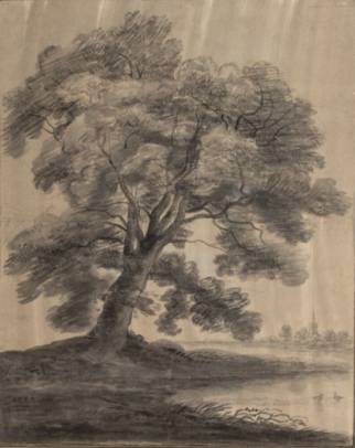 Large Tree at a Riverbank