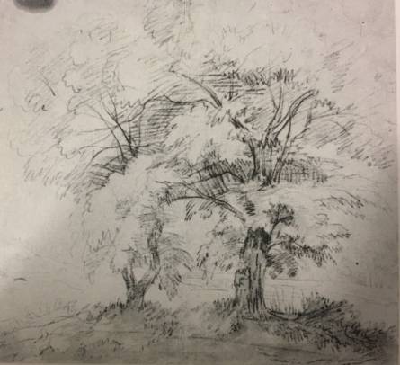 A Study of Two Trees